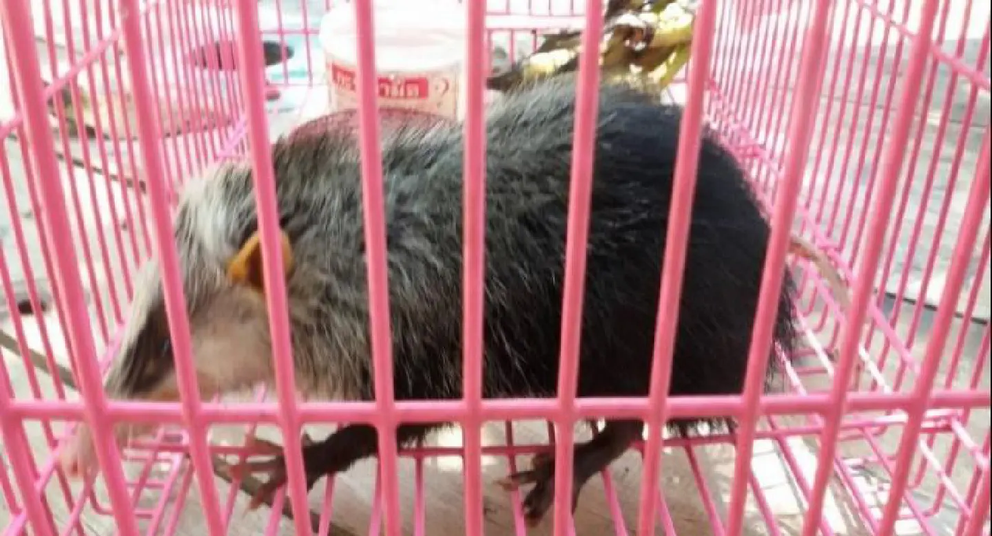Rare moonrat found in Krabi Rare moonrat found in Krabi