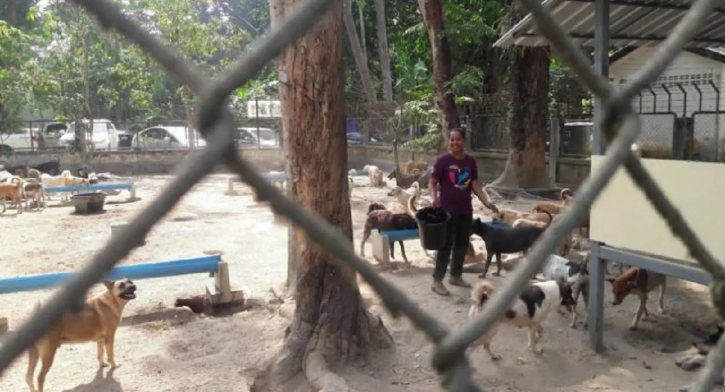 Bt8m budget sought for Phuket stray shelter Bt8m budget sought for Phuket stray shelter