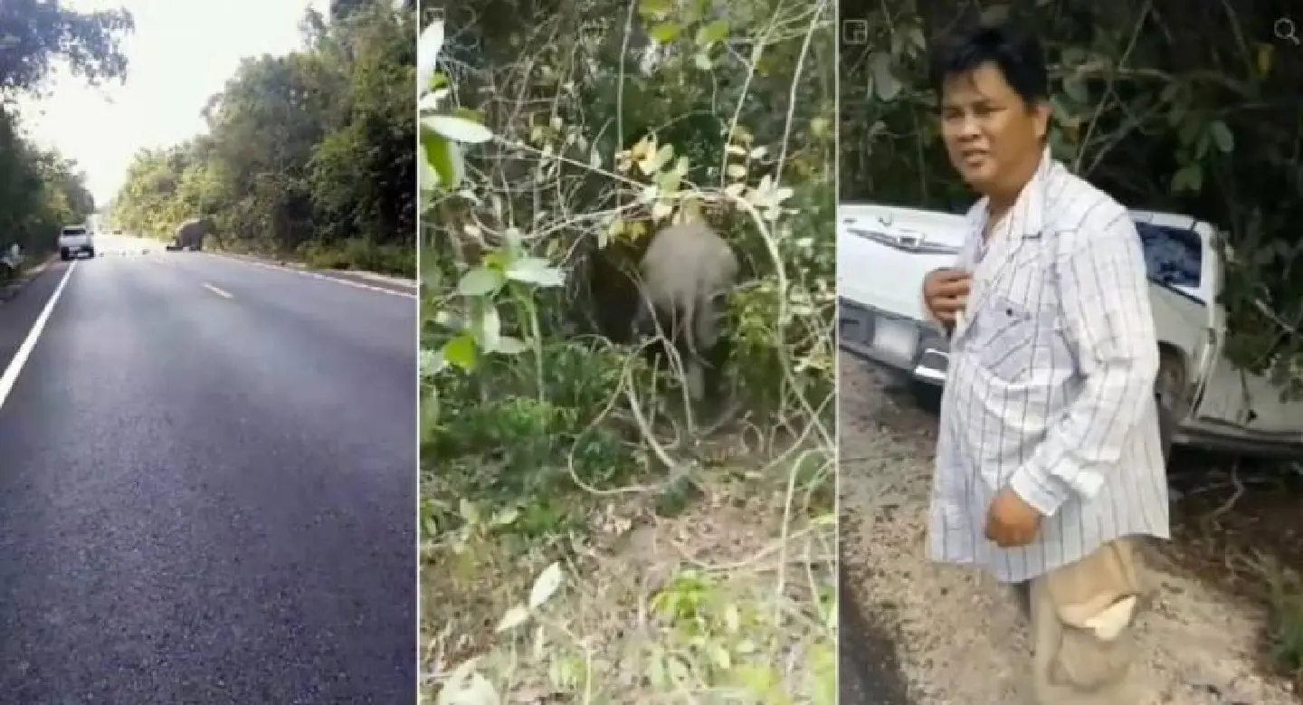 Elephant injured by pickup collision in wildlife sanctuary Elephant injured by pickup collision in wildlife sanctuary