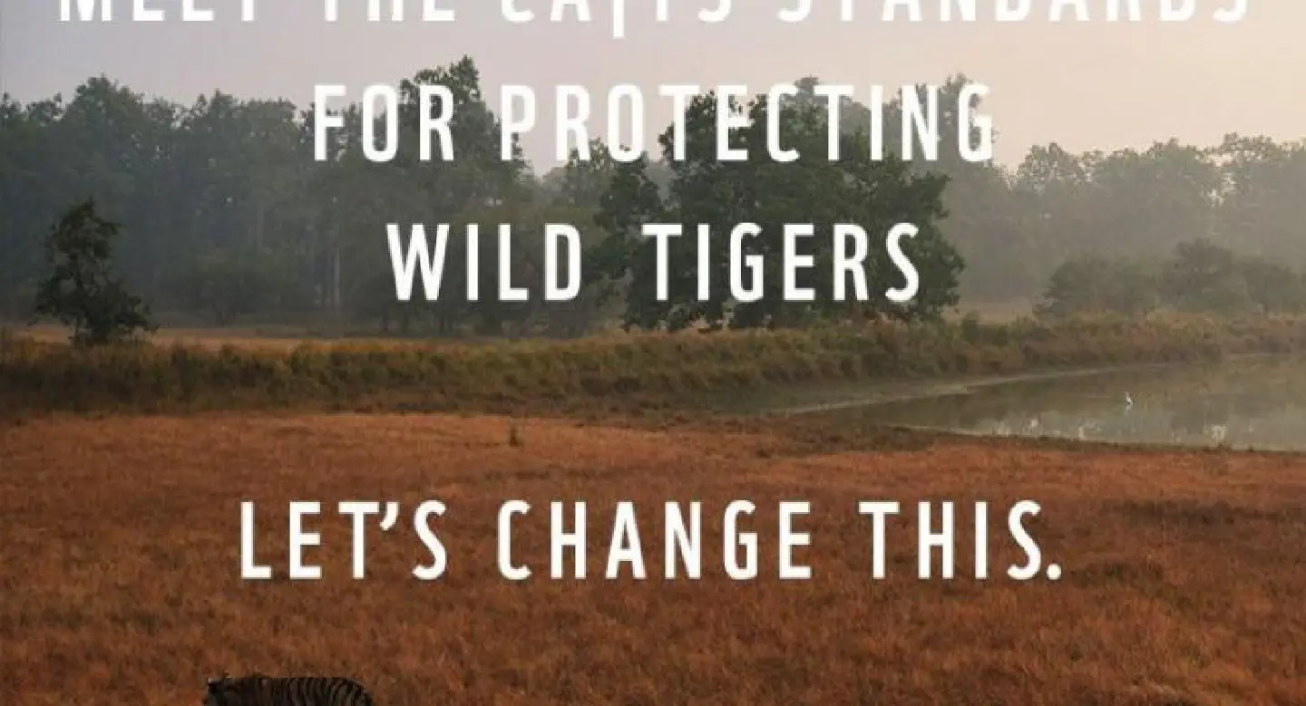 Tigers at risk in SE Asian reserves, says survey