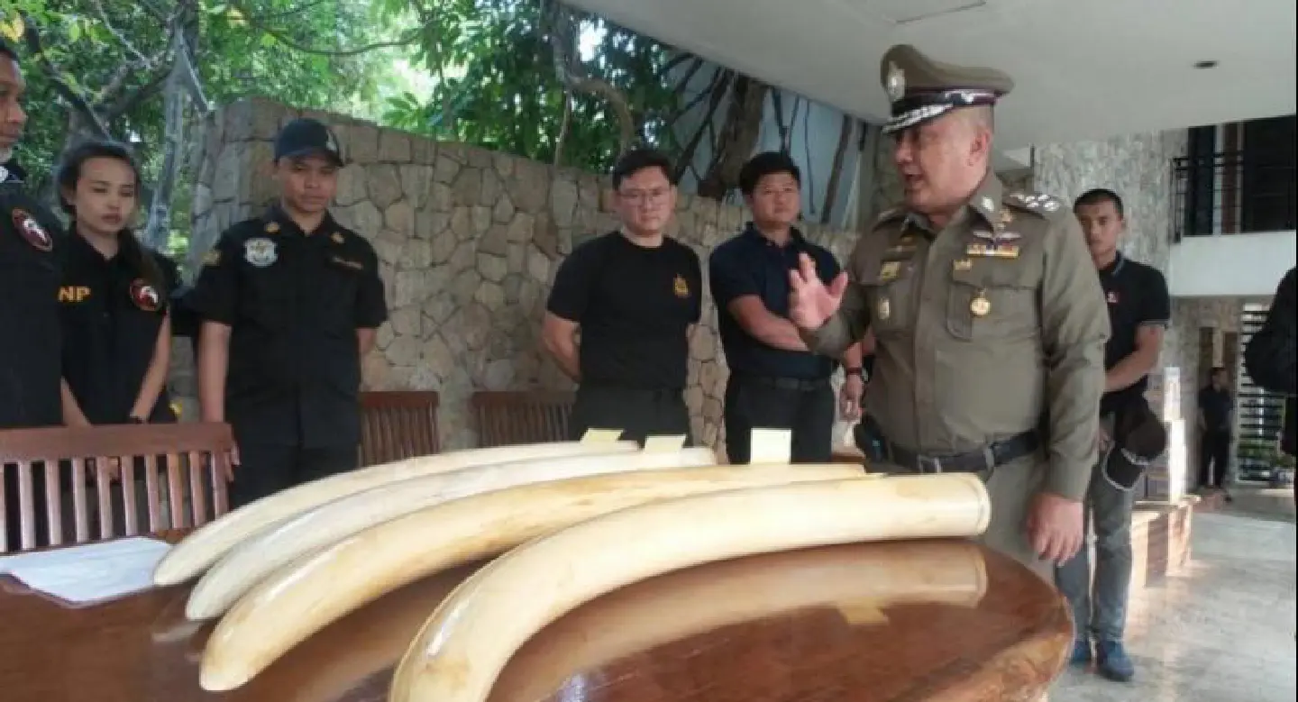 Premchai faces charge for possessing African elephant tusks Premchai faces charge for possessing African elephant tusks