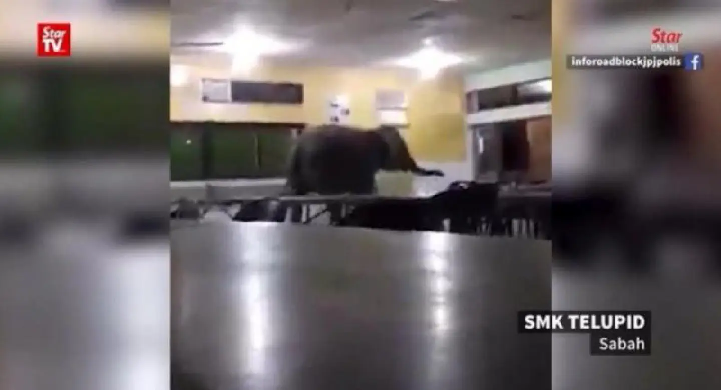 Elephant strolls through school canteen in Sabah