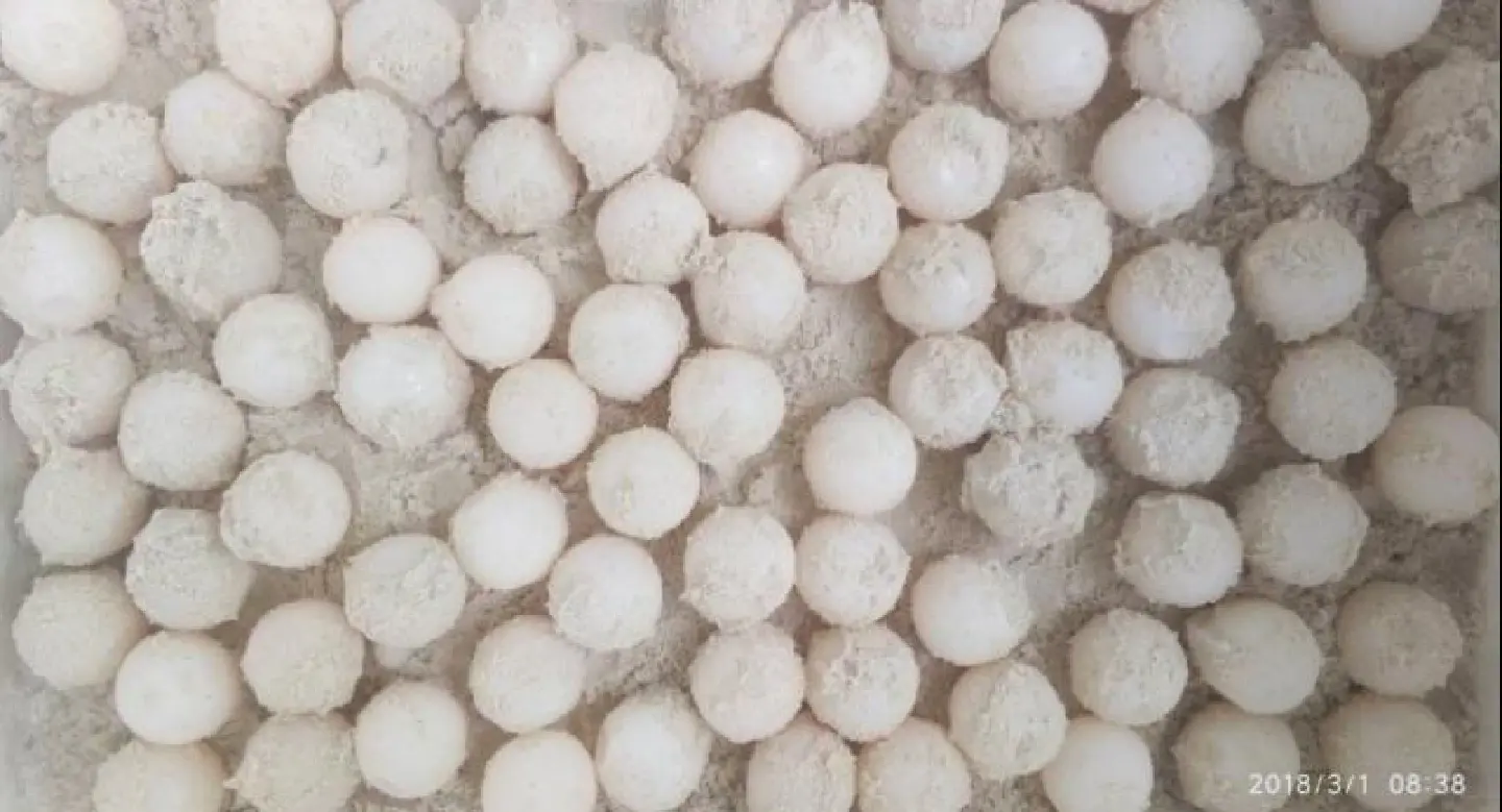 Excitement as 108 turtle eggs found in Similans Excitement as 108 turtle eggs found in Similans