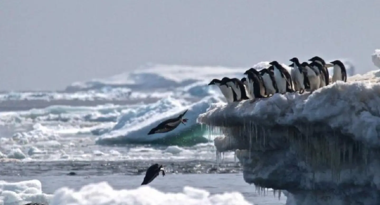 1.5 million penguins discovered on remote Antarctic islands 1.5 million penguins discovered on remote Antarctic islands