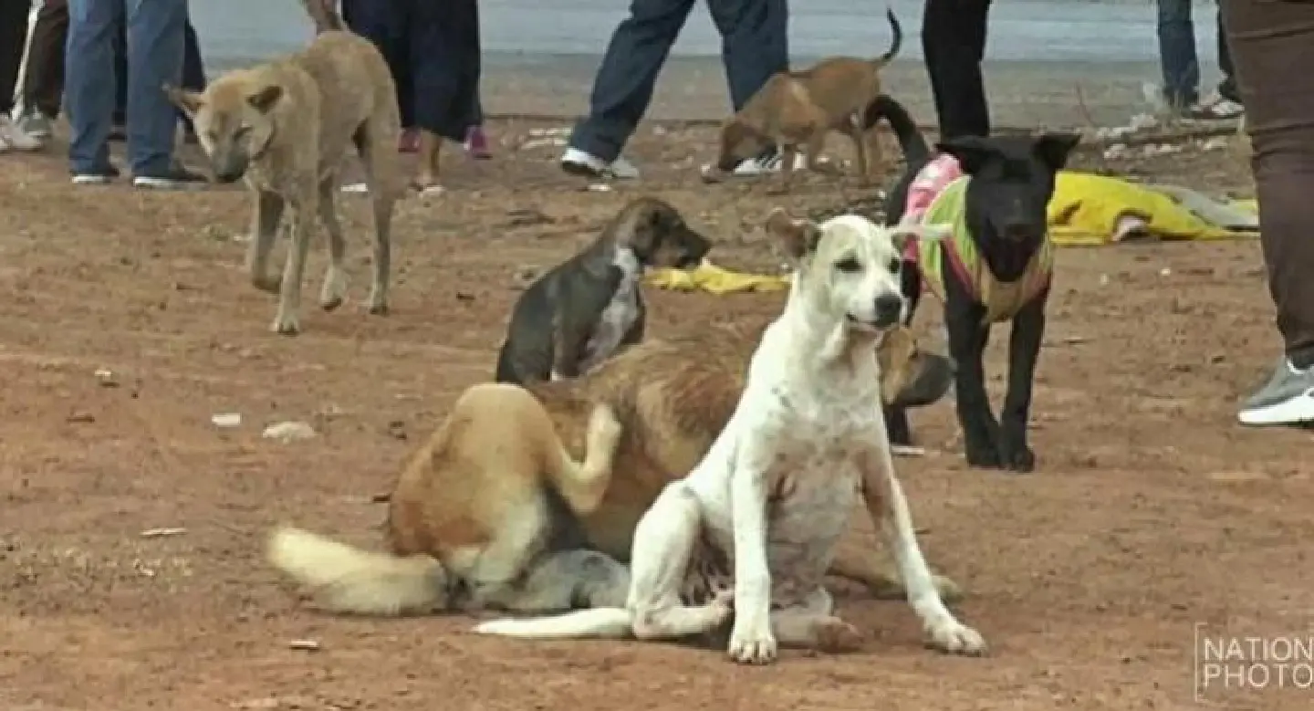 Tak villagers fear for their children catching rabies Tak villagers fear for their children catching rabies