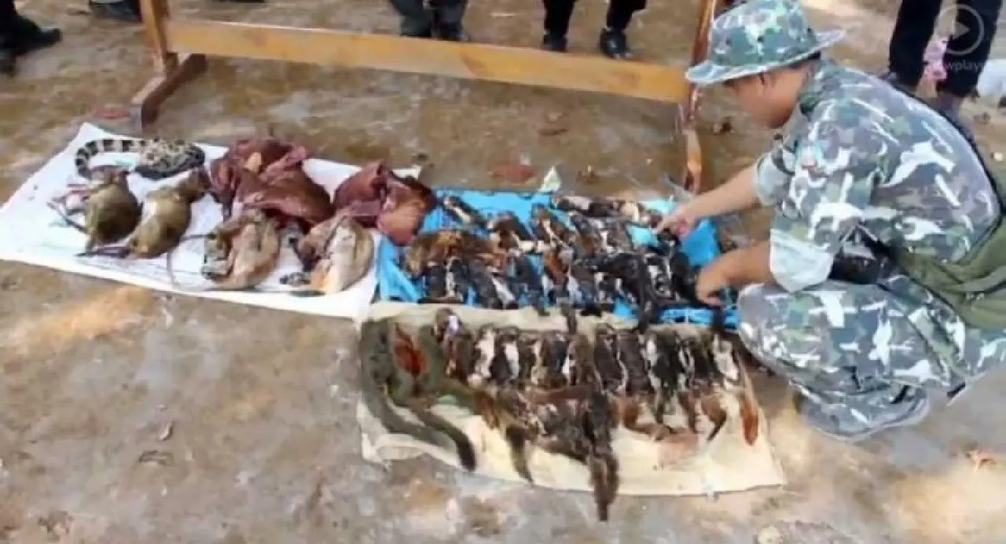 Wild animal carcasses found at Nong Khai market Wild animal carcasses found at Nong Khai market
