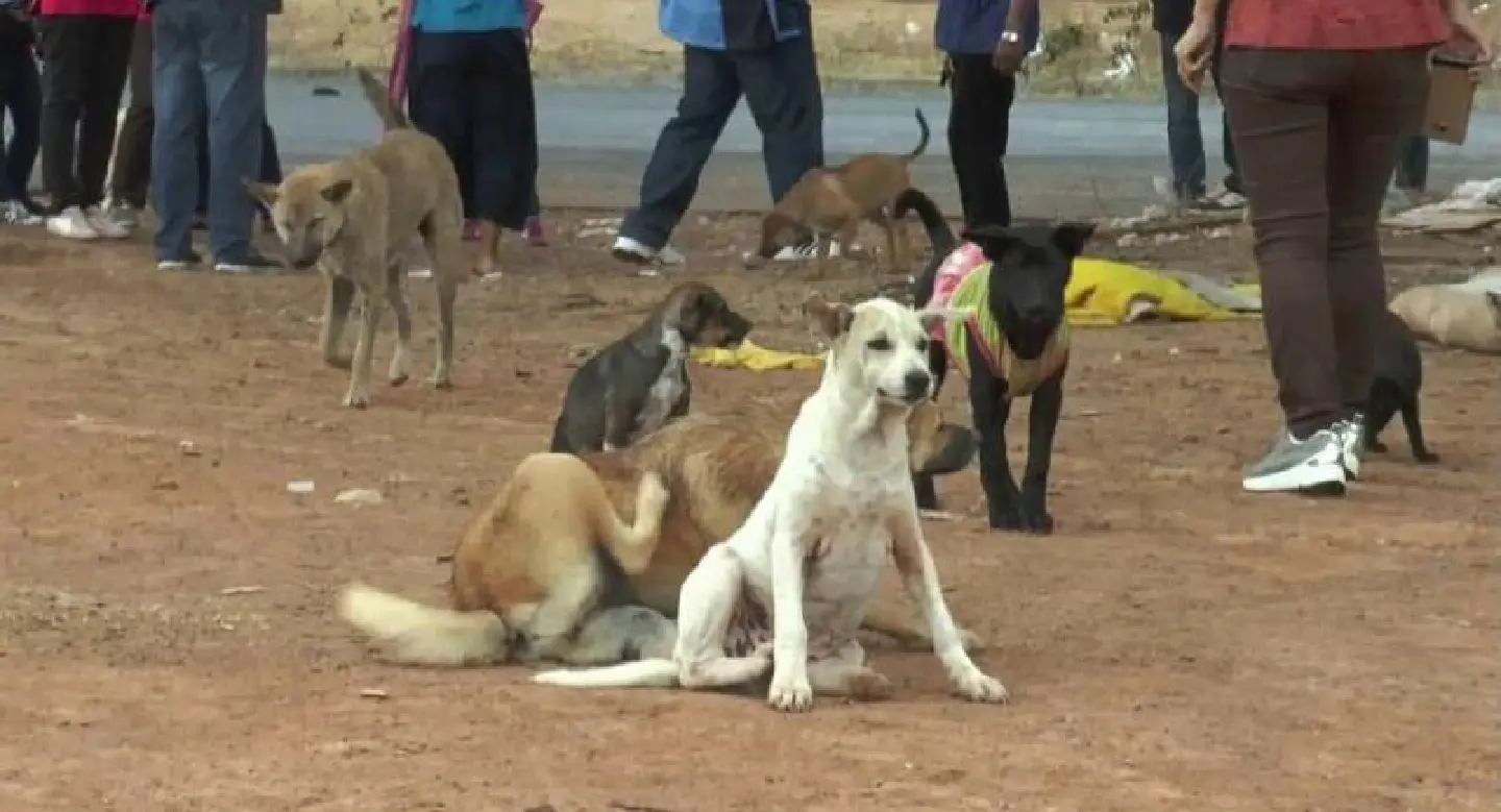 Kalasin declares six rabies zones and begins vaccination of pets Kalasin declares six rabies zones and begins vaccination of pets