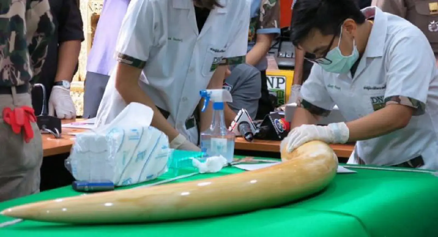 Premchai’s wife to face charge of possessing African elephant tusks Premchai’s wife to face charge of possessing African elephant tusks