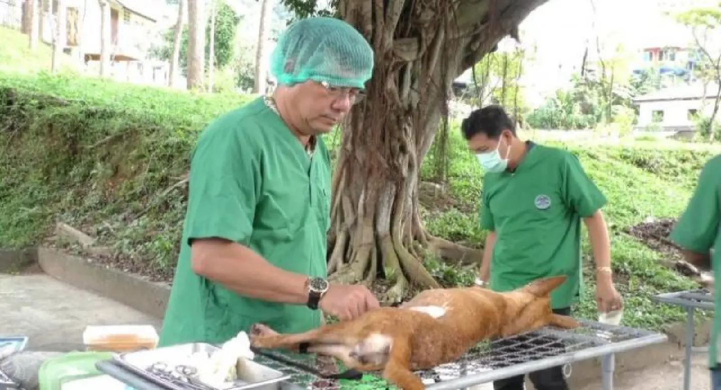 Rush to give rabies shots to animals in Chiang Rai Rush to give rabies shots to animals in Chiang Rai
