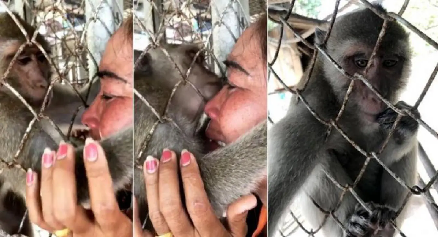 Monkey missing the family that raised it Monkey missing the family that raised it