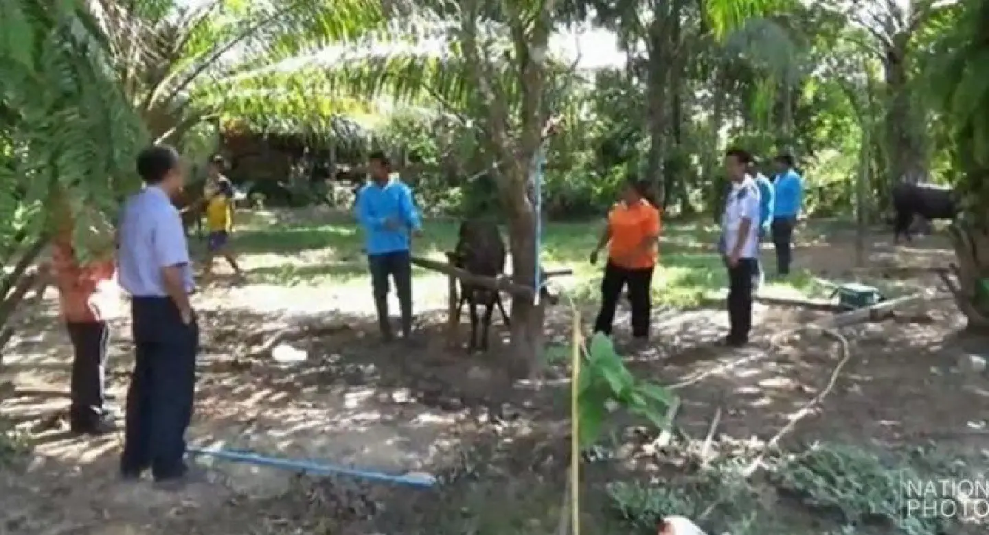 Rabies vaccinations accelerated in Trang Rabies vaccinations accelerated in Trang