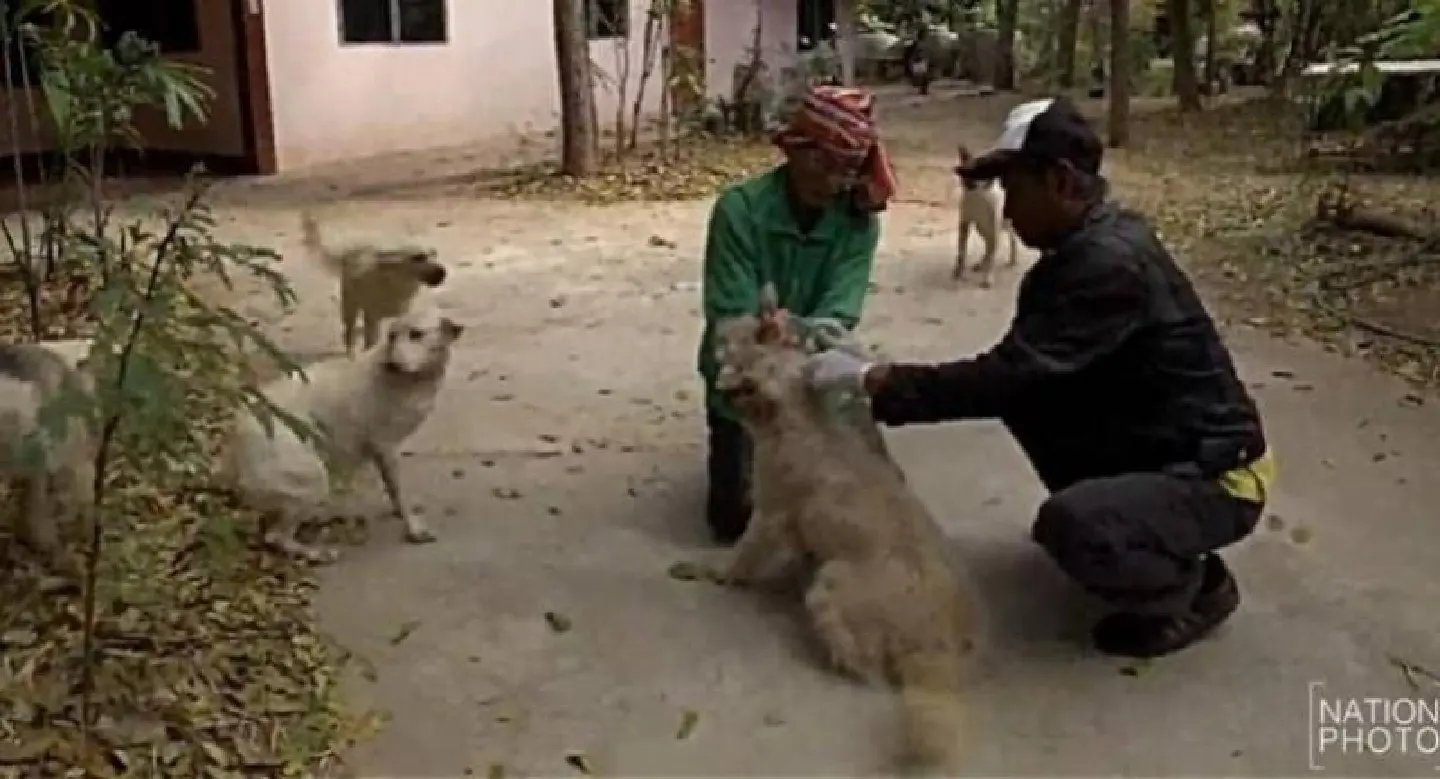 Mahasarakham rushes rabies shots for 3,300 cats, dogs Mahasarakham rushes rabies shots for 3,300 cats, dogs