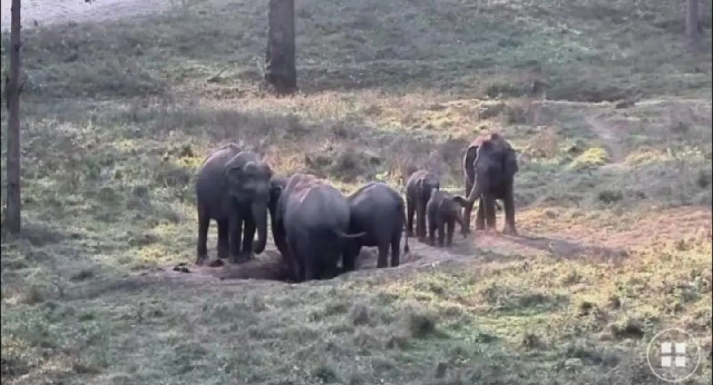 How a wildlife corridor can save our precious elephants’ future How a wildlife corridor can save our precious elephants’ future