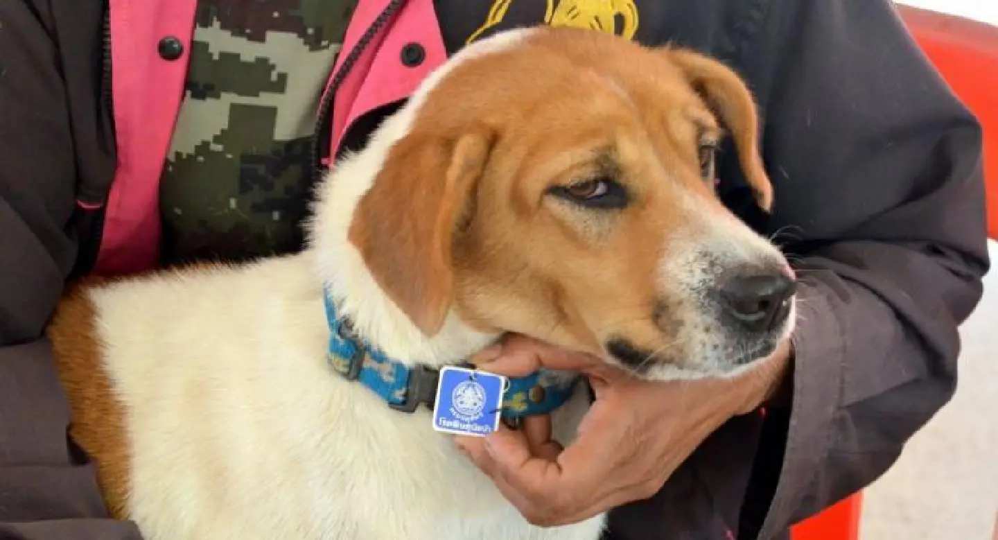 Rabies vaccination campaign steps up as infections spread Rabies vaccination campaign steps up as infections spread