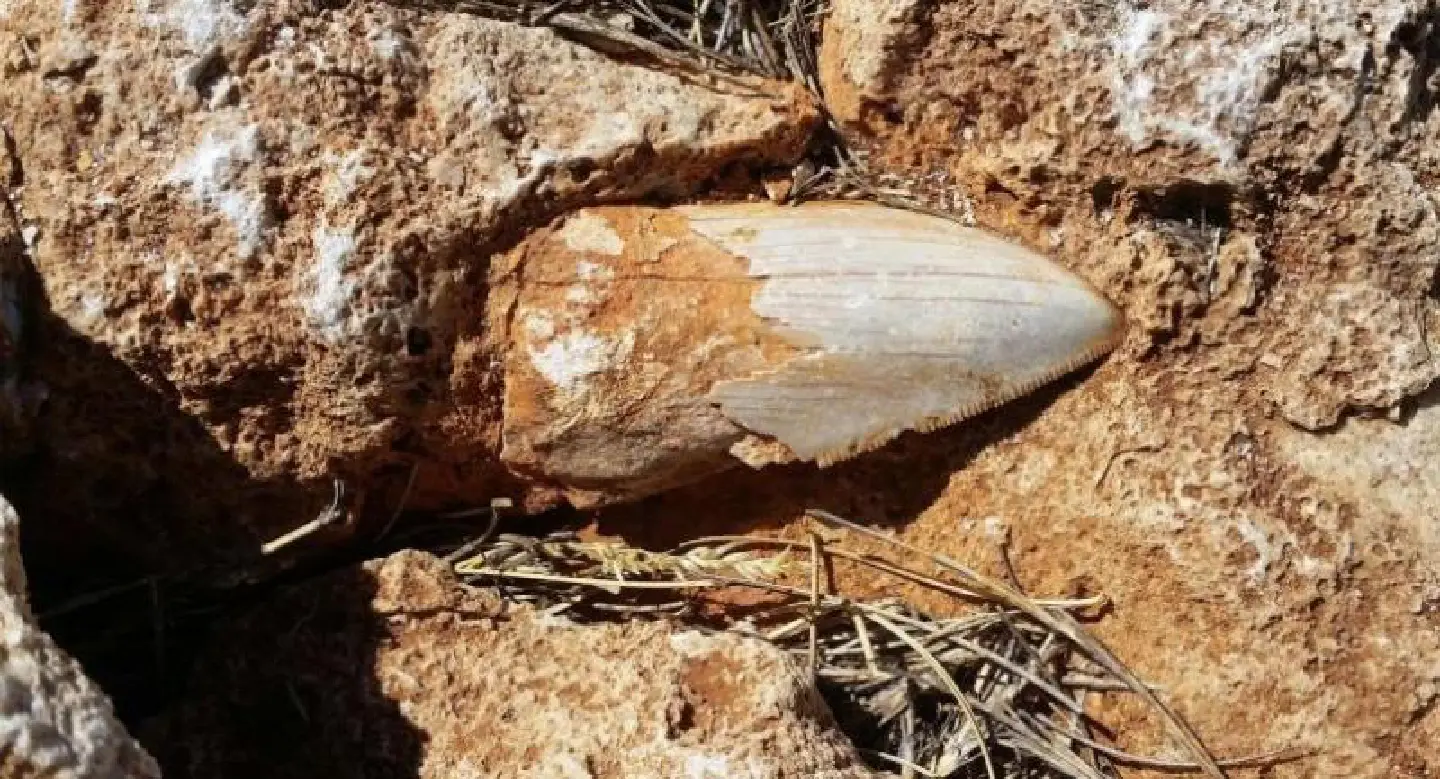 Ancient giant shark tooth goes missing in Australia Ancient giant shark tooth goes missing in Australia