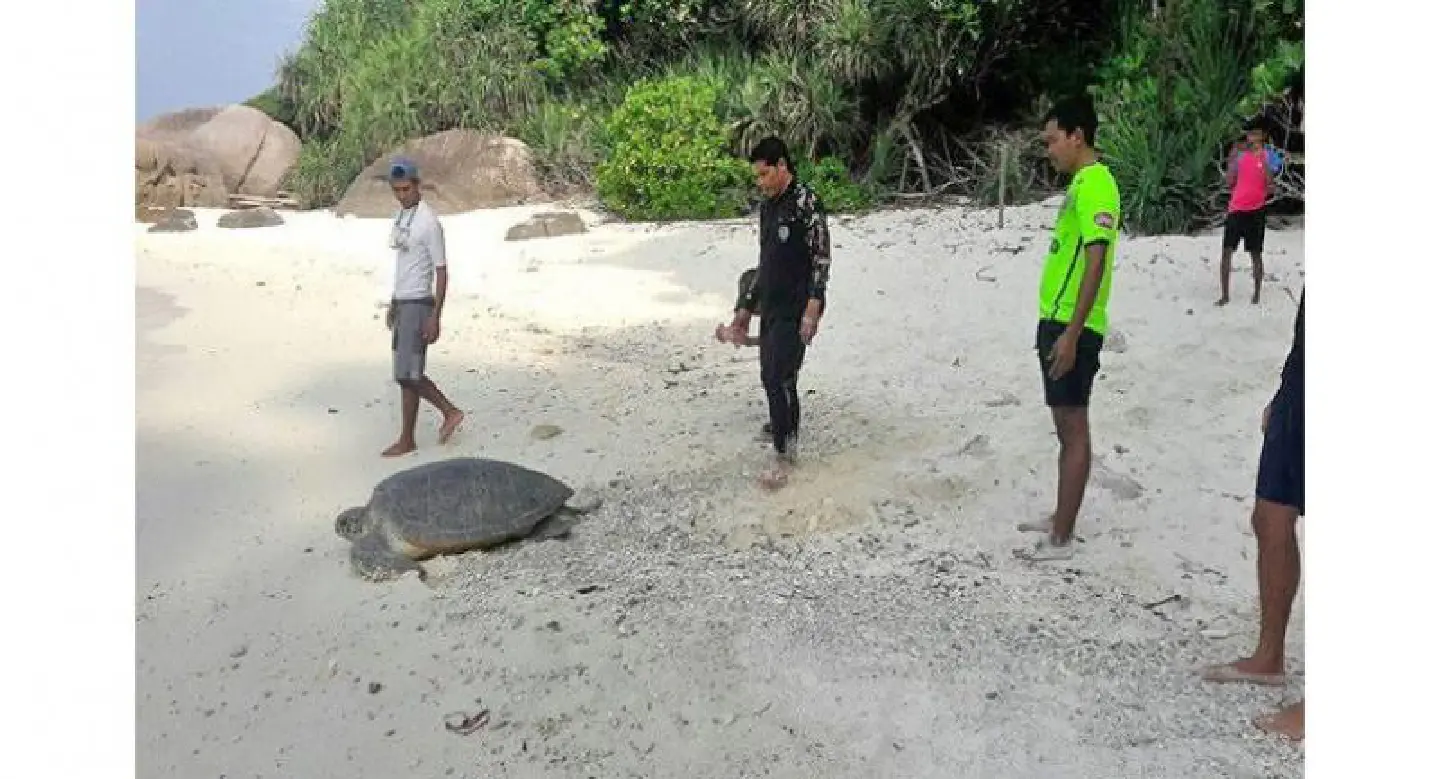 Green sea turtle exhausted after laying eggs on Miang Island Green sea turtle exhausted after laying eggs on Miang Island