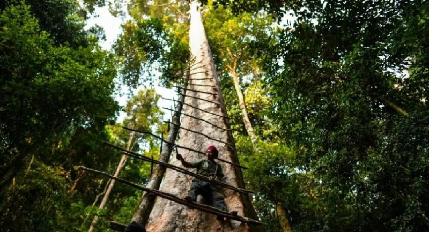 Malaysia's honey hunters defy angry bees to harvest treetop treasure Malaysia's honey hunters defy angry bees to harvest treetop treasure