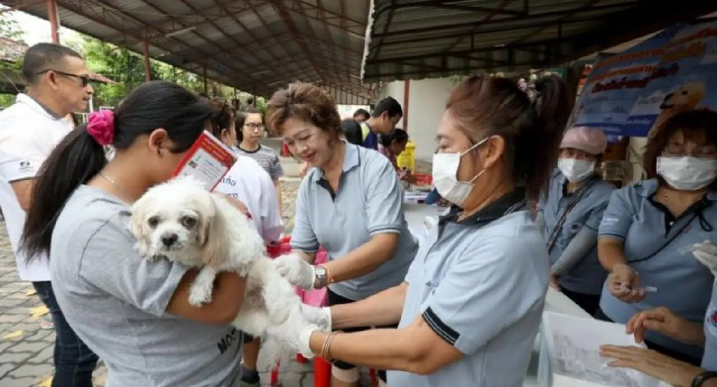Fraction of Bangkok’s 1.1 million dogs, cats registered as rabies-free Fraction of Bangkok’s 1.1 million dogs, cats registered as rabies-free