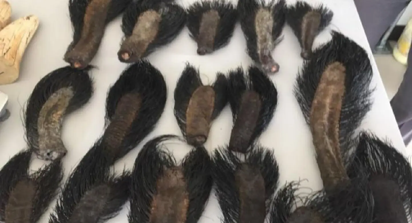 Two arrested in Tak on wildlife charges Two arrested in Tak on wildlife charges