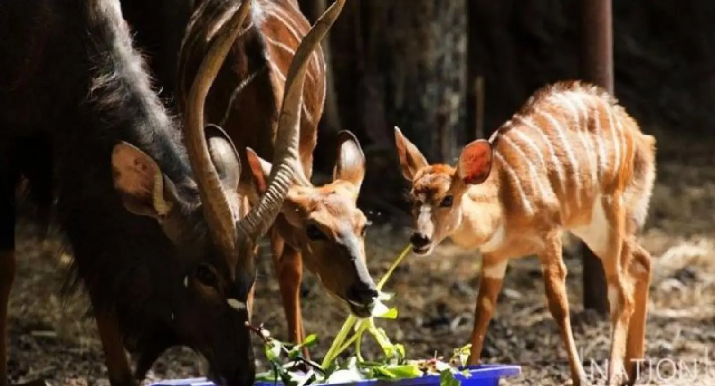 Many activities planned as Dusit Zoo turns 80 Many activities planned as Dusit Zoo turns 80