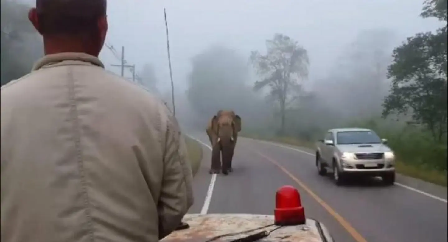 Elephants attempt to pick pineapples from lorry Elephants attempt to pick pineapples from lorry