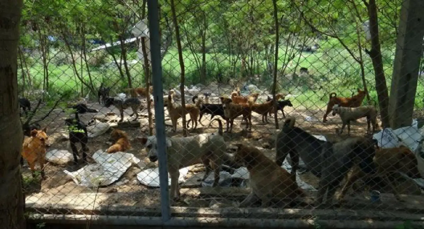 Animal-rights groups urge Hua Hin expats to save dogs from possible slaughter Animal-rights groups urge Hua Hin expats to save dogs from possible slaughter