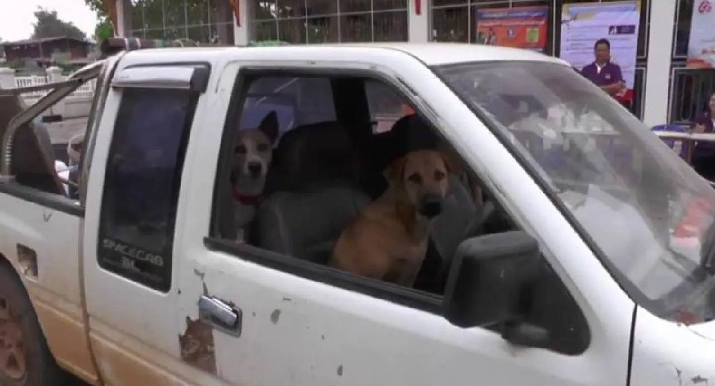 Rabies detected in 4 Chaiyaphum districts Rabies detected in 4 Chaiyaphum districts