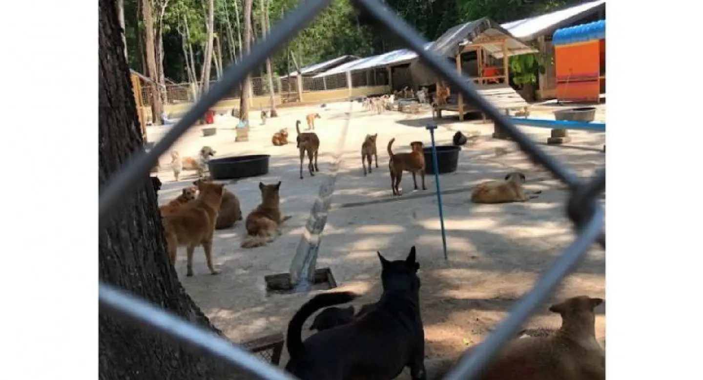 Krabi officials find 6 rabies-infected dogs