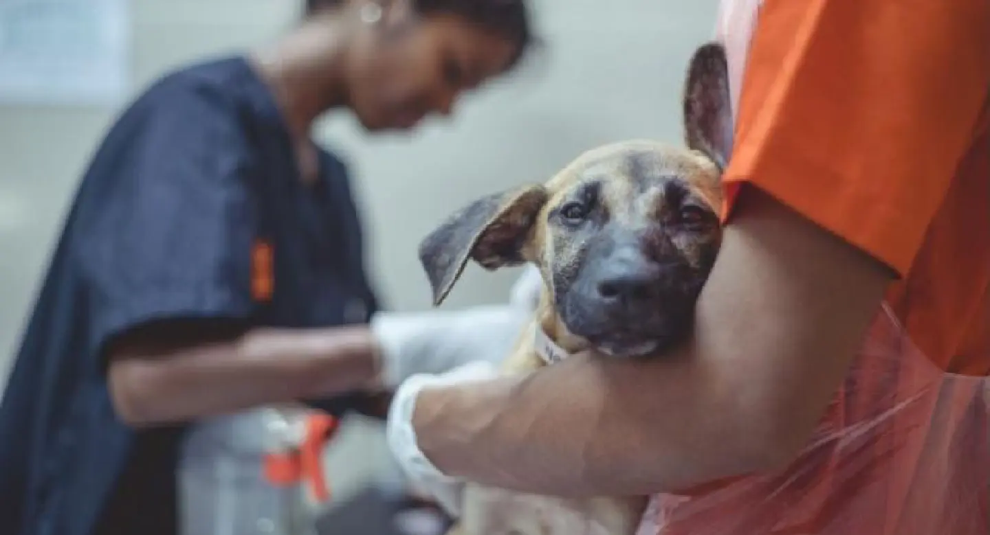 Rabies: Genuine outbreak or misinformed panic? Rabies: Genuine outbreak or misinformed panic?