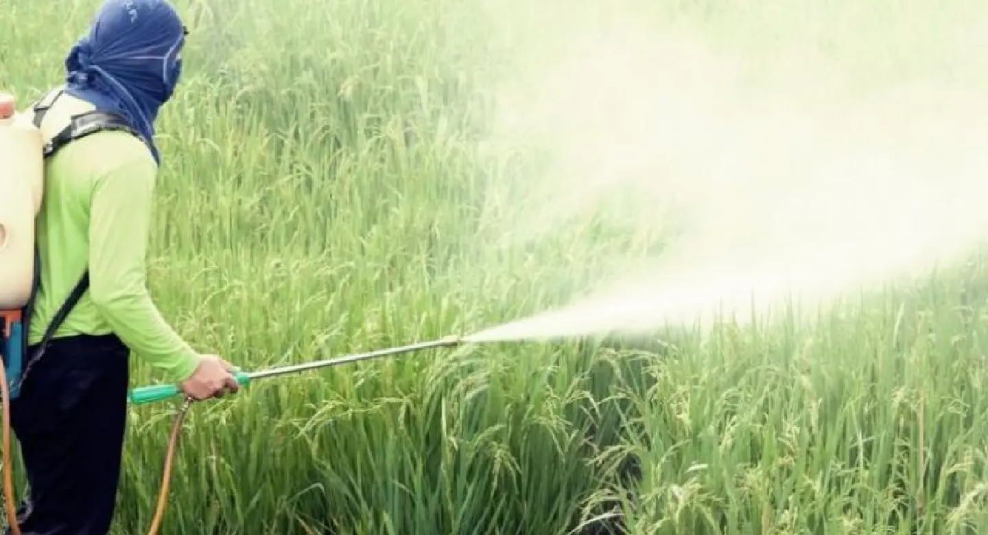 Govt unlikely to ban deadly farm chemical Govt unlikely to ban deadly farm chemical