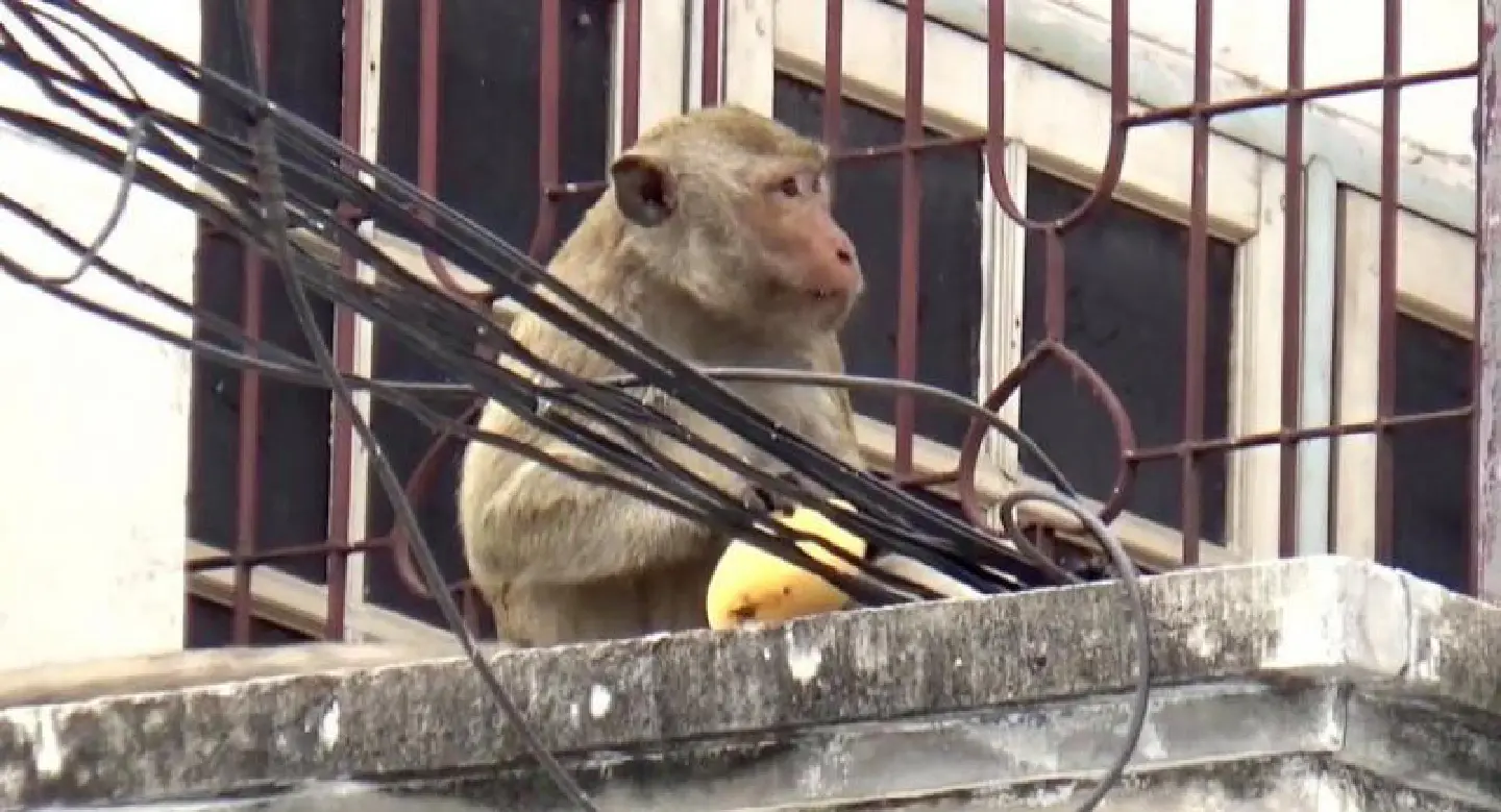 More monkey ‘hooligans’ busted in Ang Thong