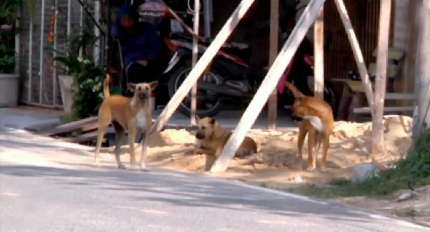 Songkhla to capture and quarantine stray dogs