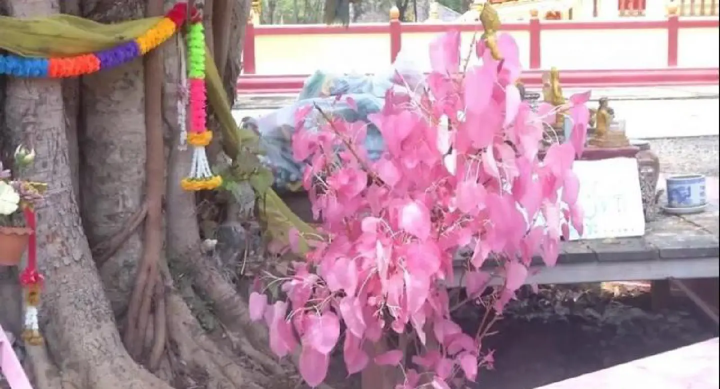 Phichit ‘Bodhi tree’ sprouts pink leaves for Songkran Phichit ‘Bodhi tree’ sprouts pink leaves for Songkran