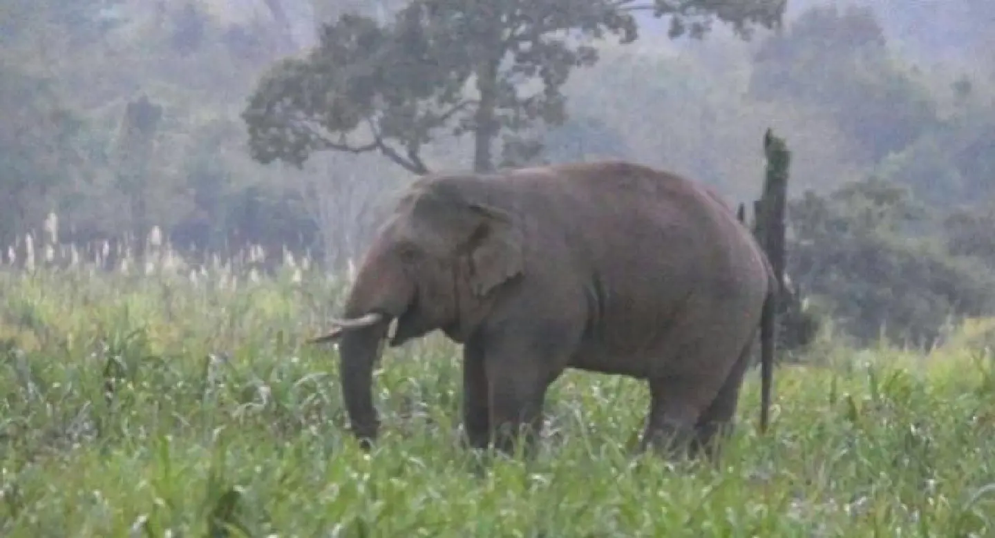 Elephant kills farmer, 70, in Korat Elephant kills farmer, 70, in Korat