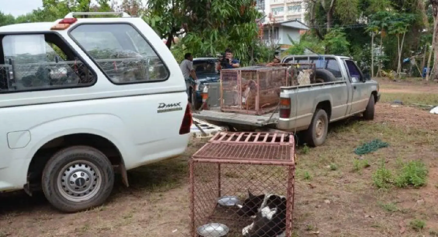 Rabies shots, quarantines order of the day in Kalasin Rabies shots, quarantines order of the day in Kalasin