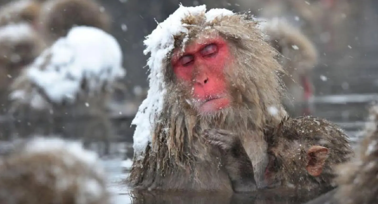 Even monkeys need a spa day, Japan study finds