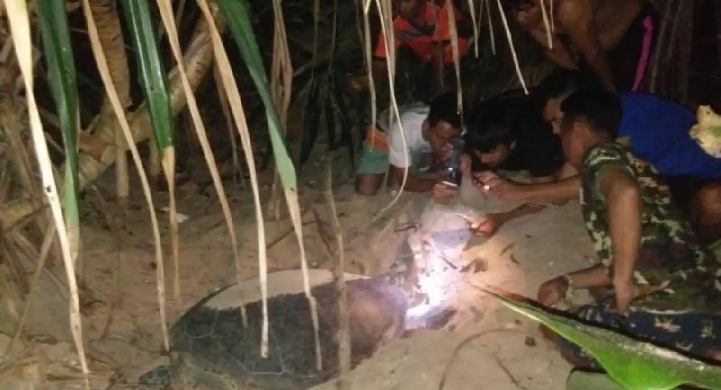 Turtle eggs found on Nui Beach and Miang Island Turtle eggs found on Nui Beach and Miang Island