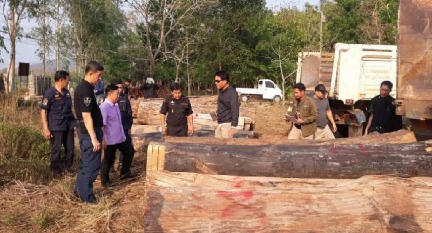 Chiang Rai forestry official fired over illegal logging