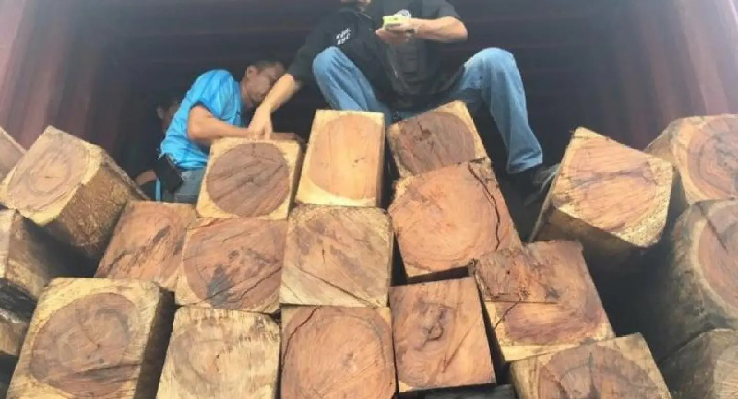 Illegal log shipment tracked cross-country