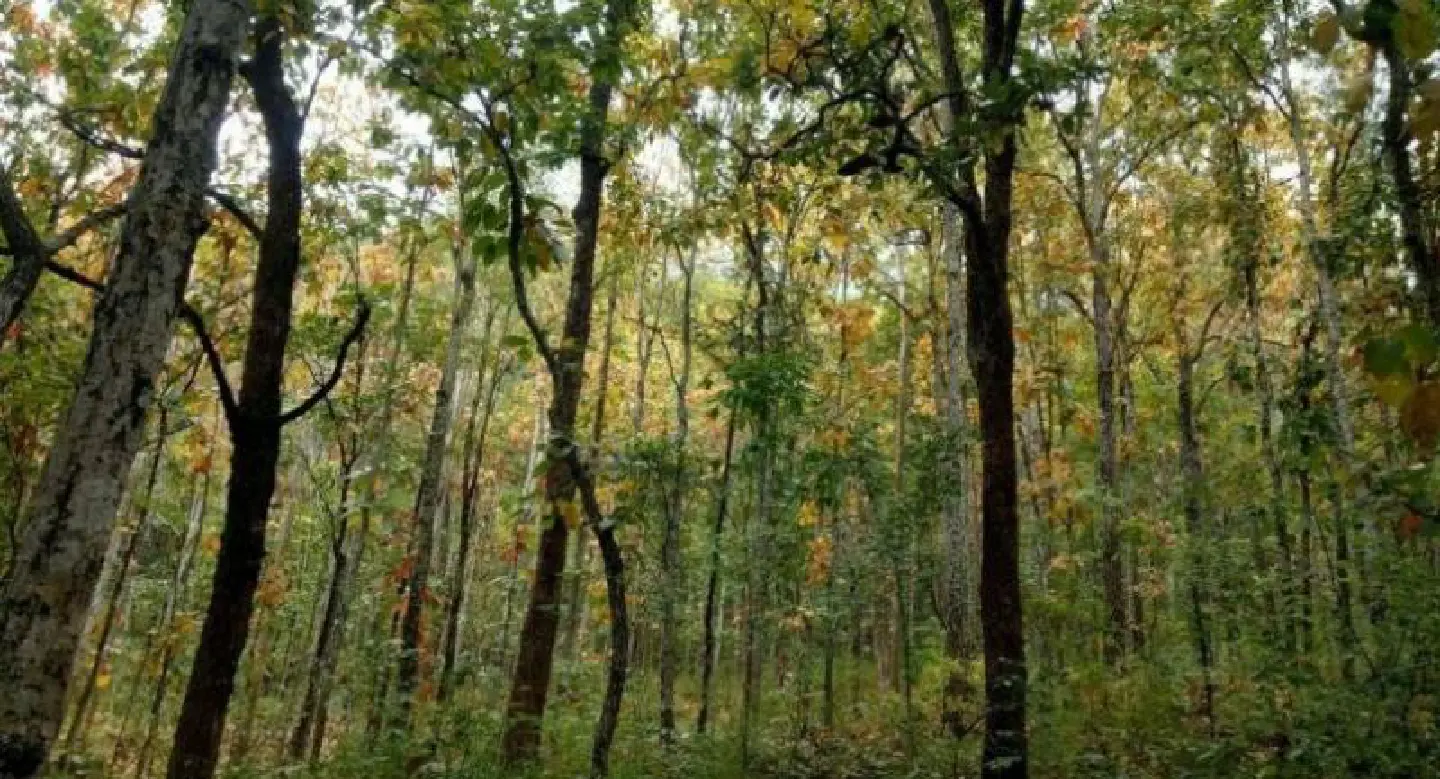Experts remain divided on definition of ‘forest’ Experts remain divided on definition of ‘forest’