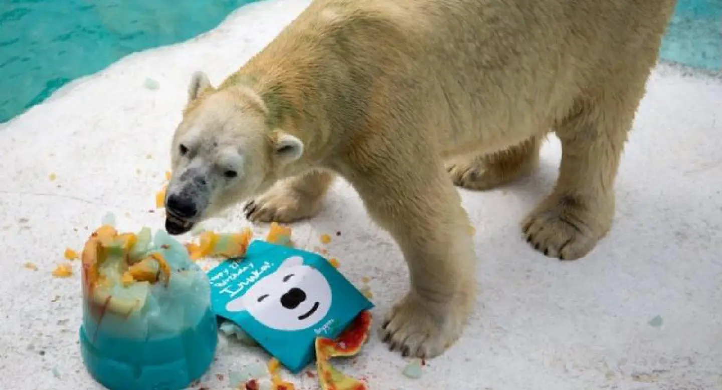  Inuka, first polar bear born in the tropics, may be put down