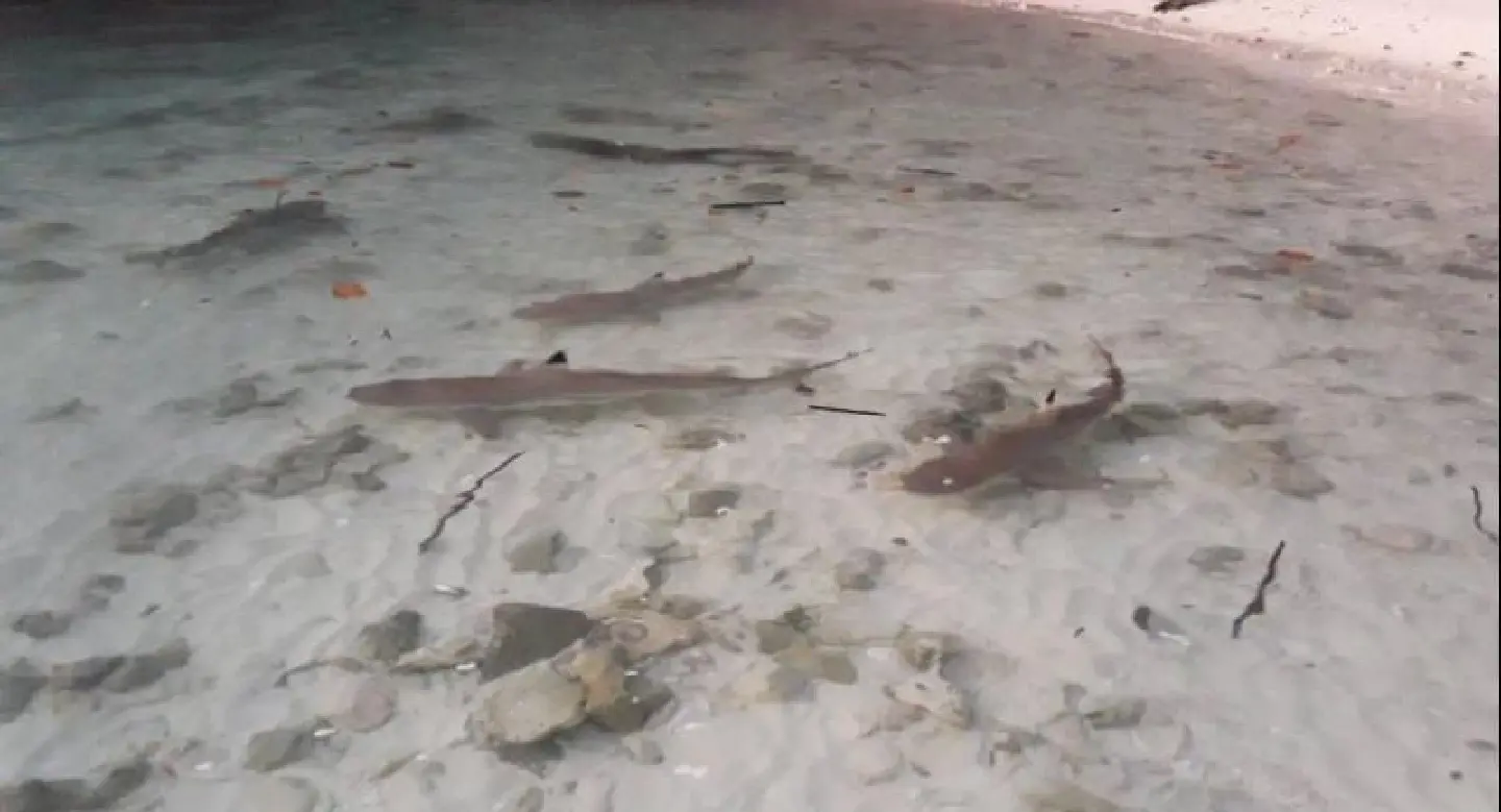 Blacktip reef sharks spotted Blacktip reef sharks spotted