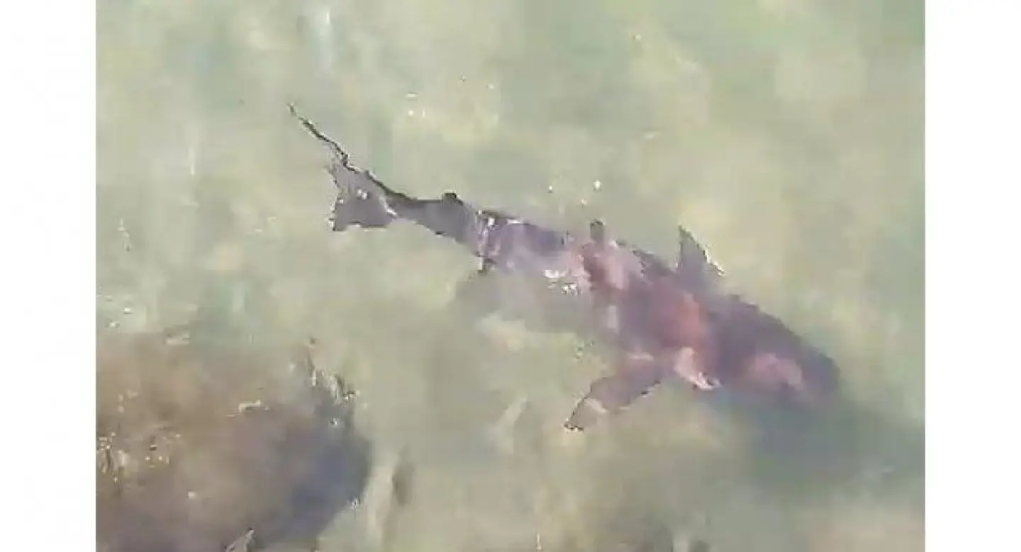 Hua Hin beach under watch after shark attack admitted Hua Hin beach under watch after shark attack admitted