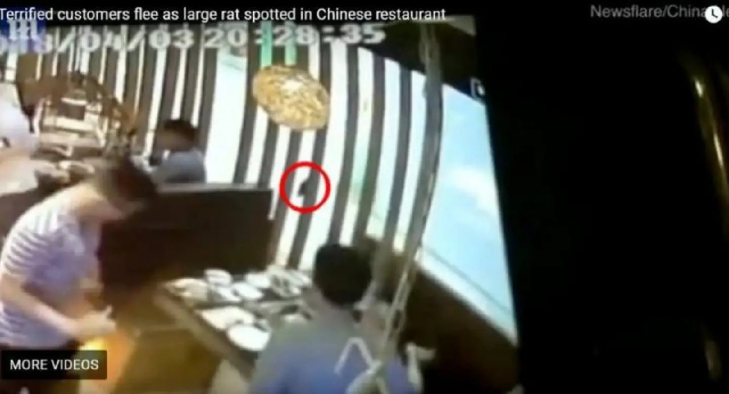 Watch : Young diners in China had the shock of their lives when a rat jumped into their hot pot Watch : Young diners in China had the shock of their lives when a rat jumped into their hot pot