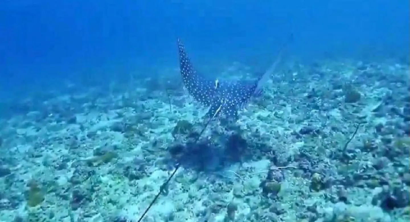Rare eagle ray spotted near Phi Phi Rare eagle ray spotted near Phi Phi