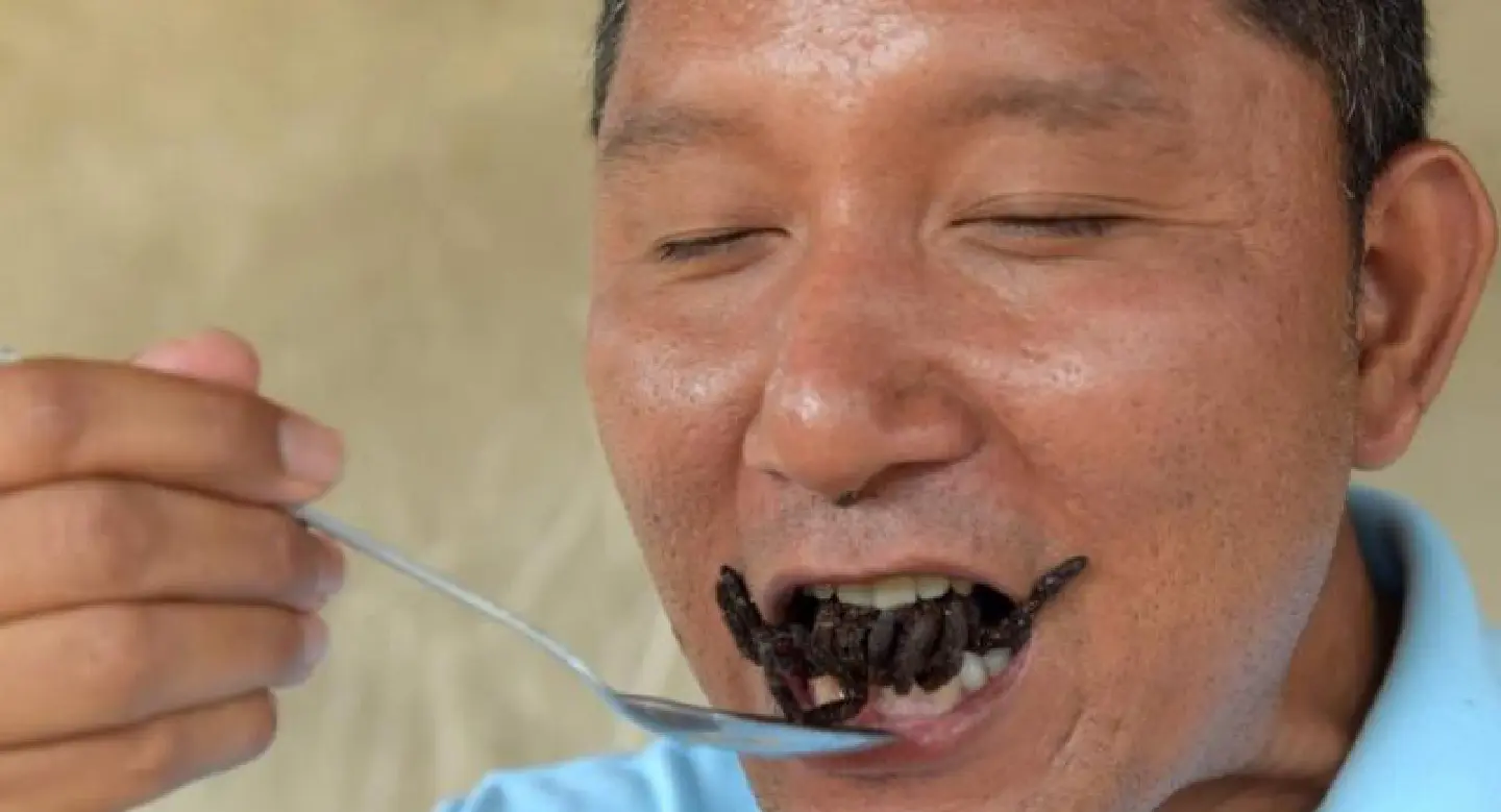 Fears tarantula may go off the menu in Cambodia due to deforestation, hunting Fears tarantula may go off the menu in Cambodia due to deforestation, hunting