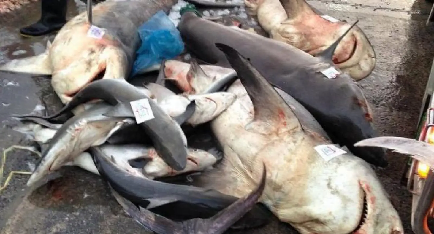 SPECIAL REPORT: Why sharks are a fast VANISHING BREED