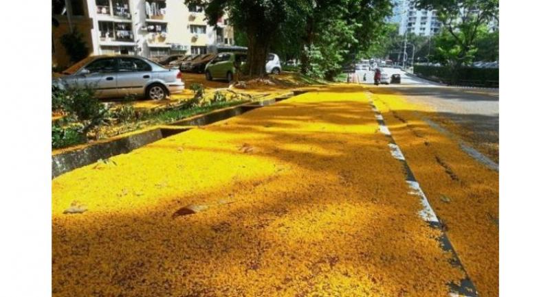 Autumn in Penang? Bright yellow angsana in full bloom