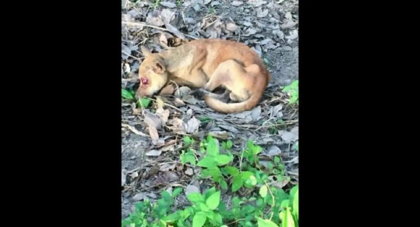 Krabi village declared rabies control zone Krabi village declared rabies control zone