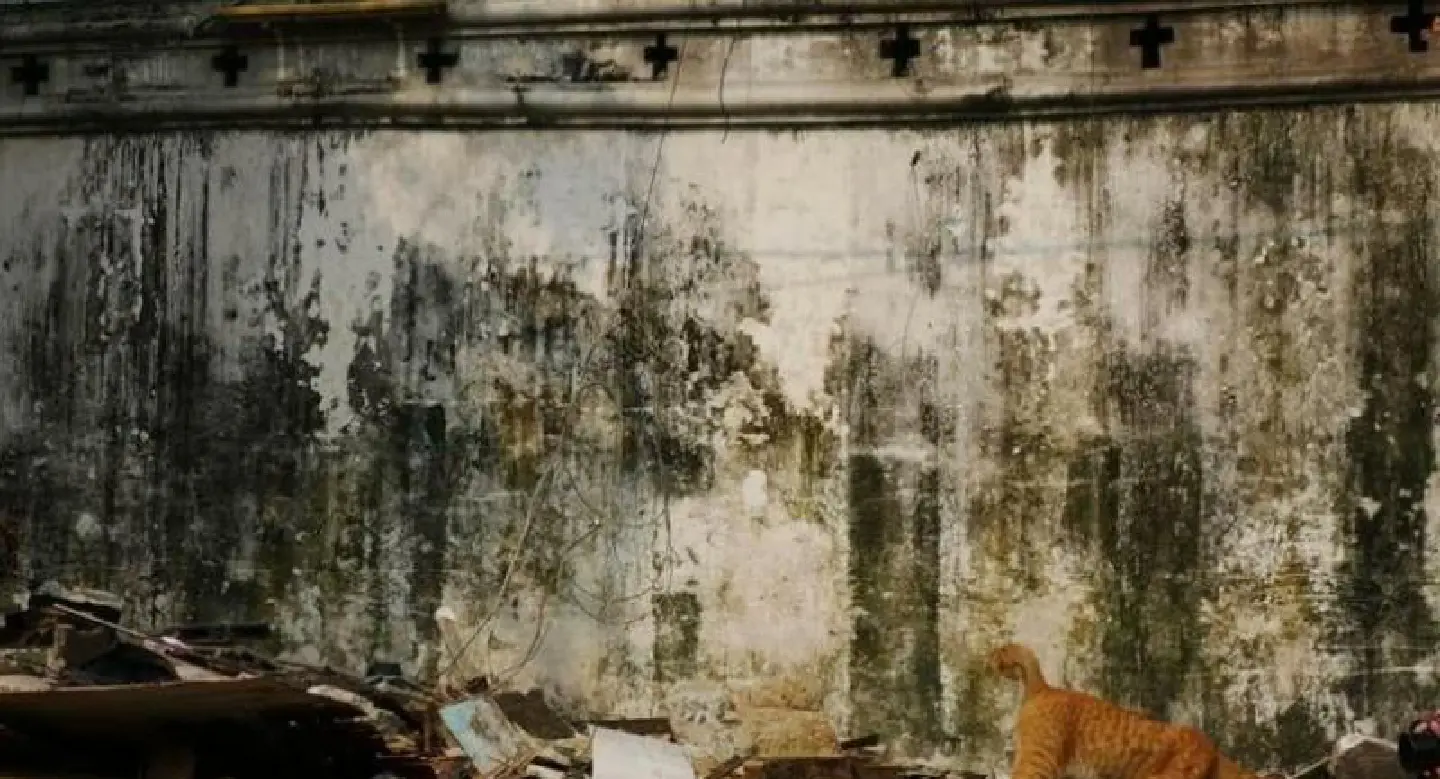 Worry over abandoned cats after Mahakan Fort Community vacated Worry over abandoned cats after Mahakan Fort Community vacated